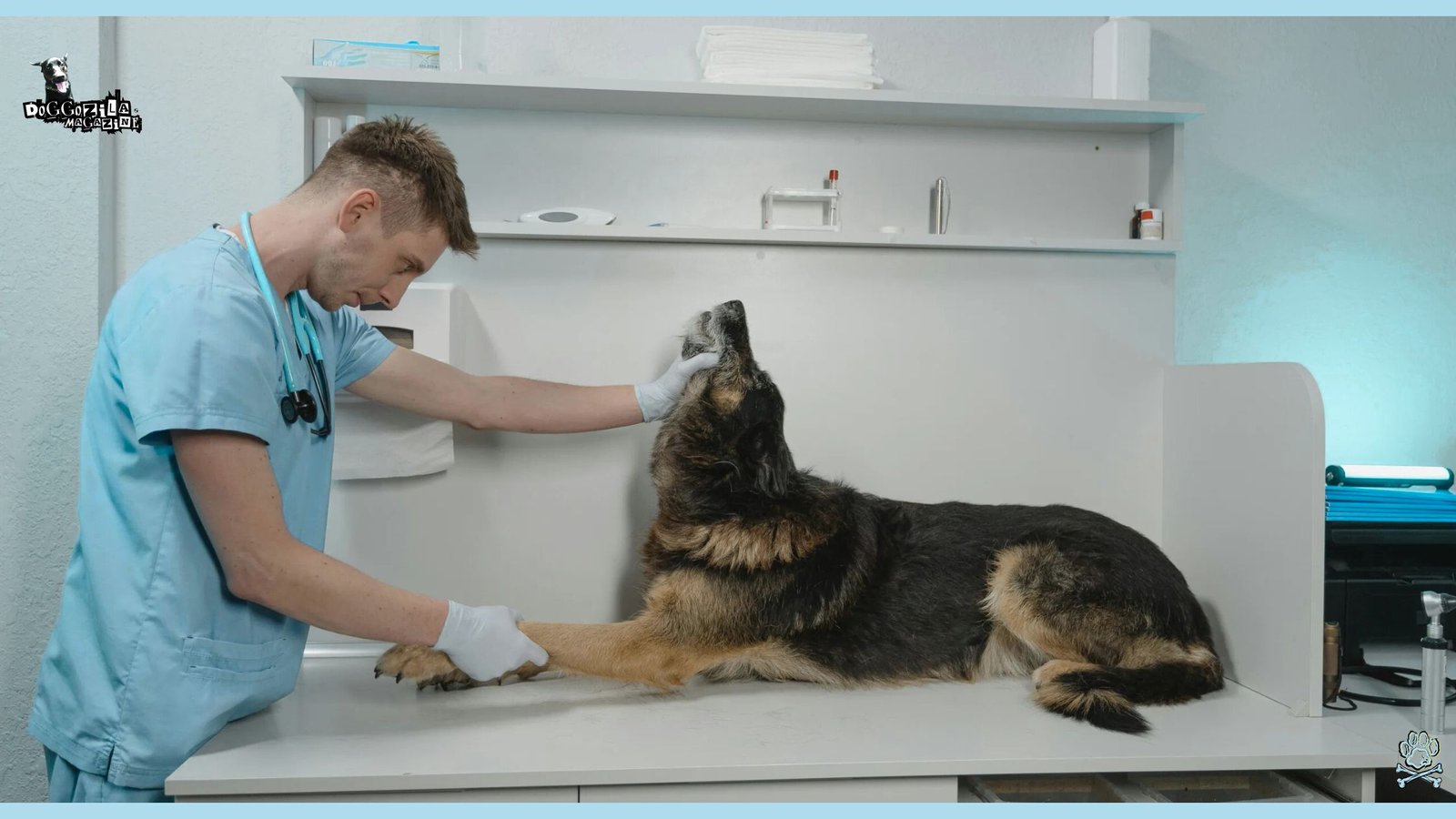 German Shepard at the vet