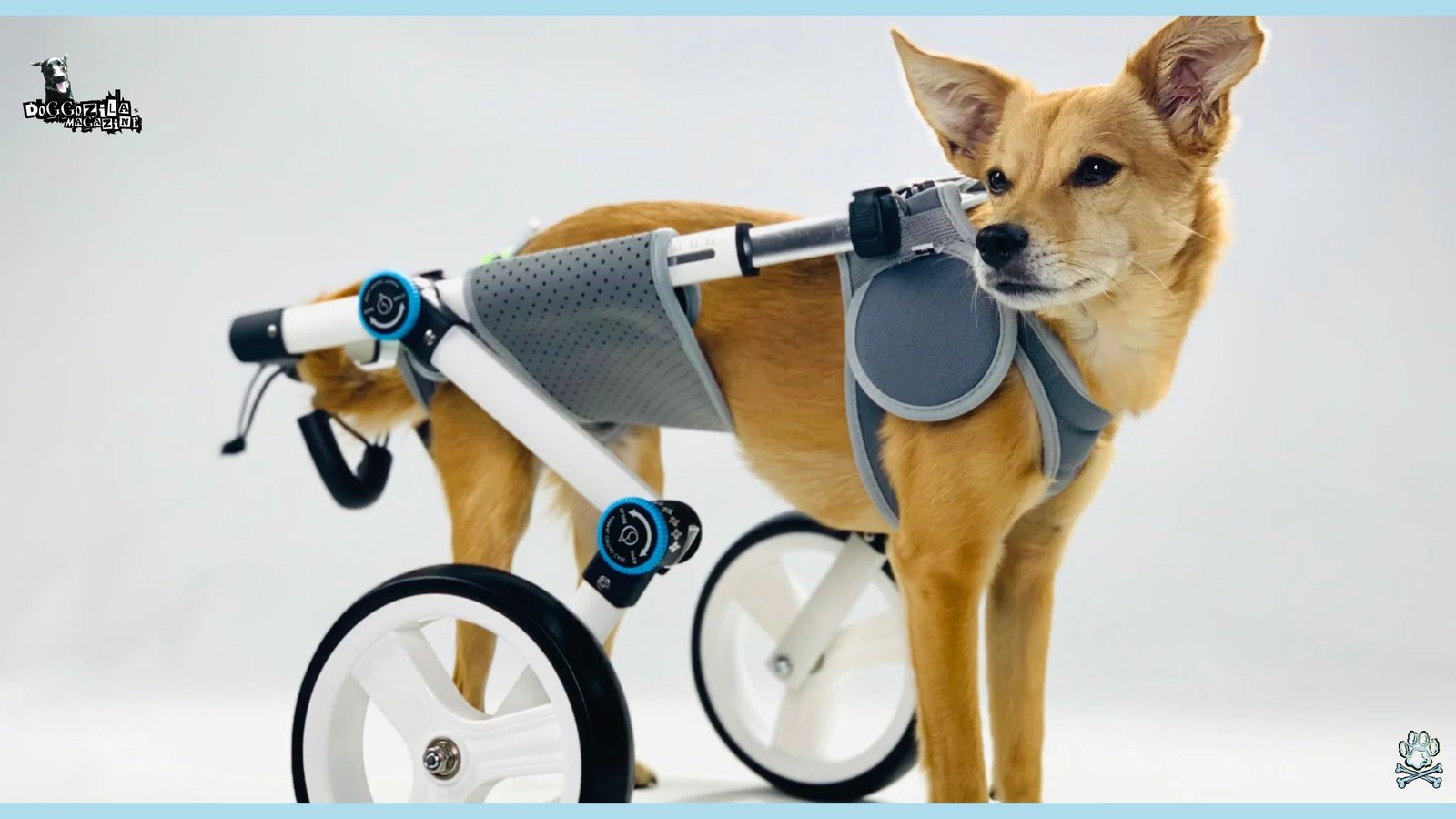 puppy with wheels