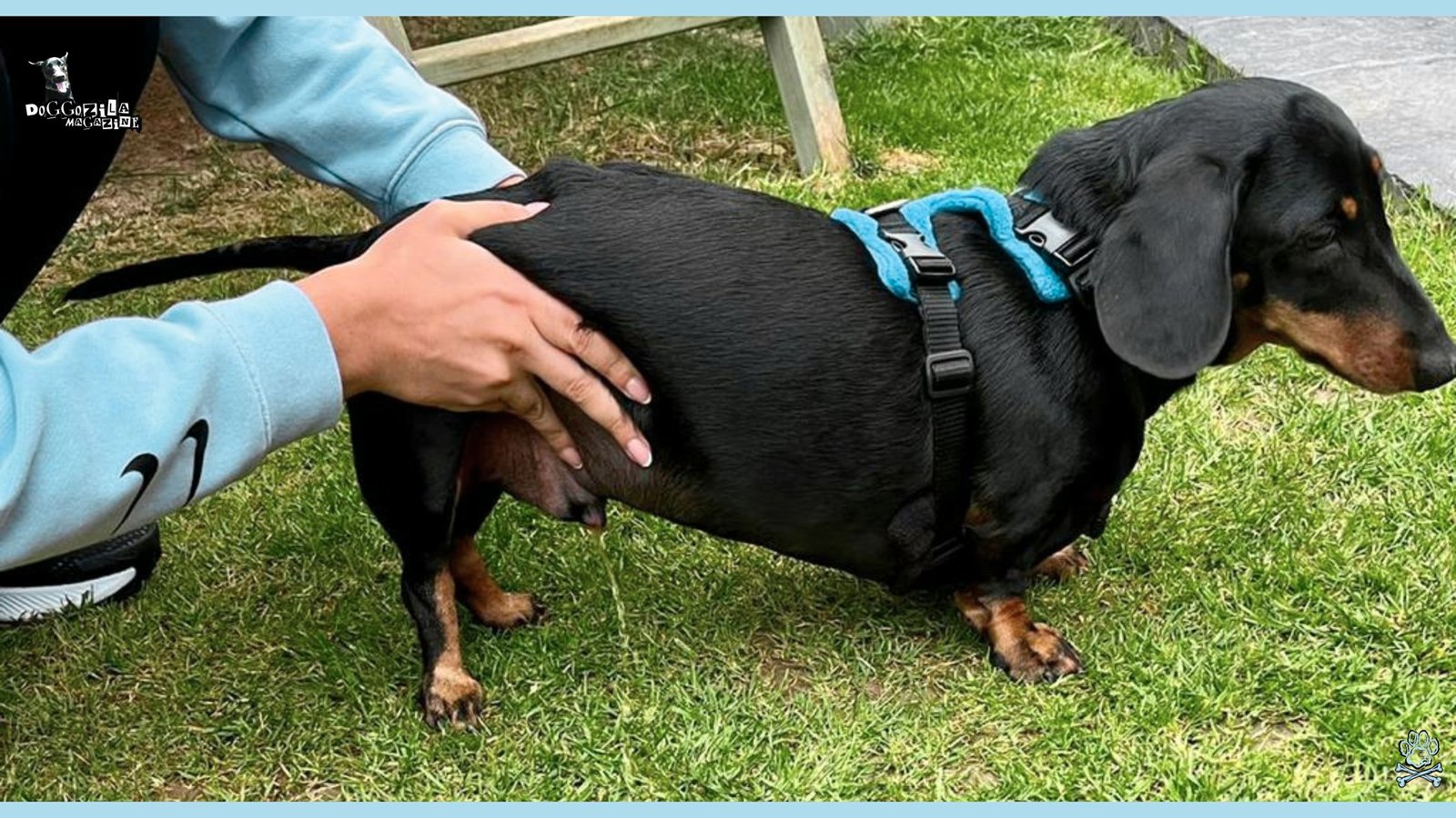 Muscular Dystrophy in Dogs