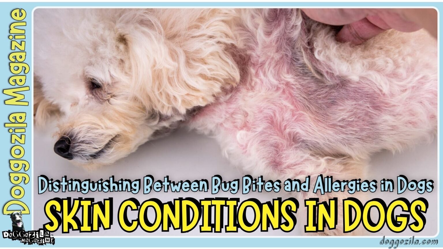 Skin Conditions in Dogs