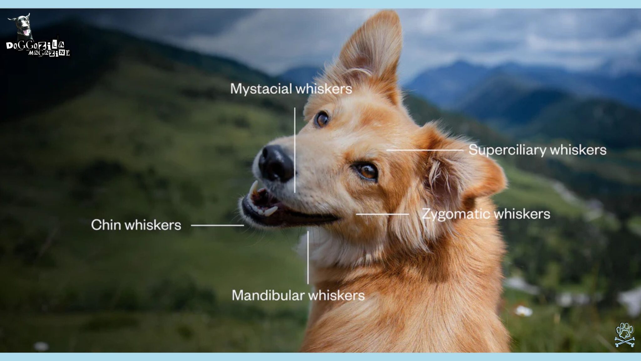 The Function of Dog Whiskers: A Secret Superpower • Doggozila Magazine
