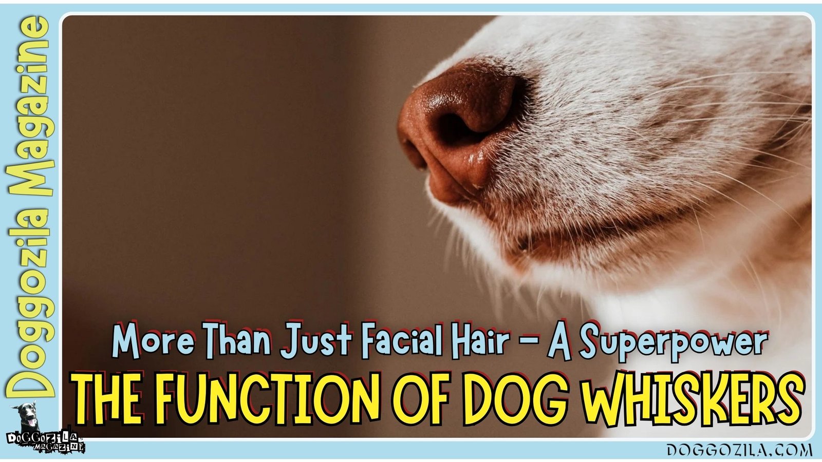 The Function of Dog Whiskers