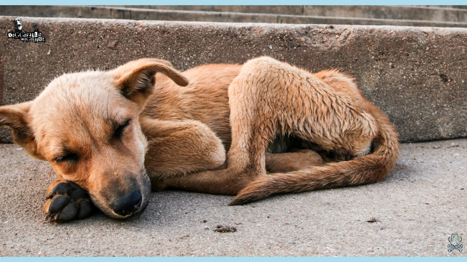 skinny and starved dog sleeping on the street