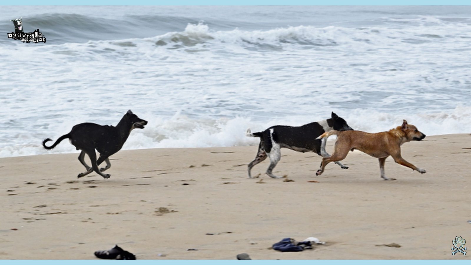 The Stray Dog Impact That Changed a Family and a Town
