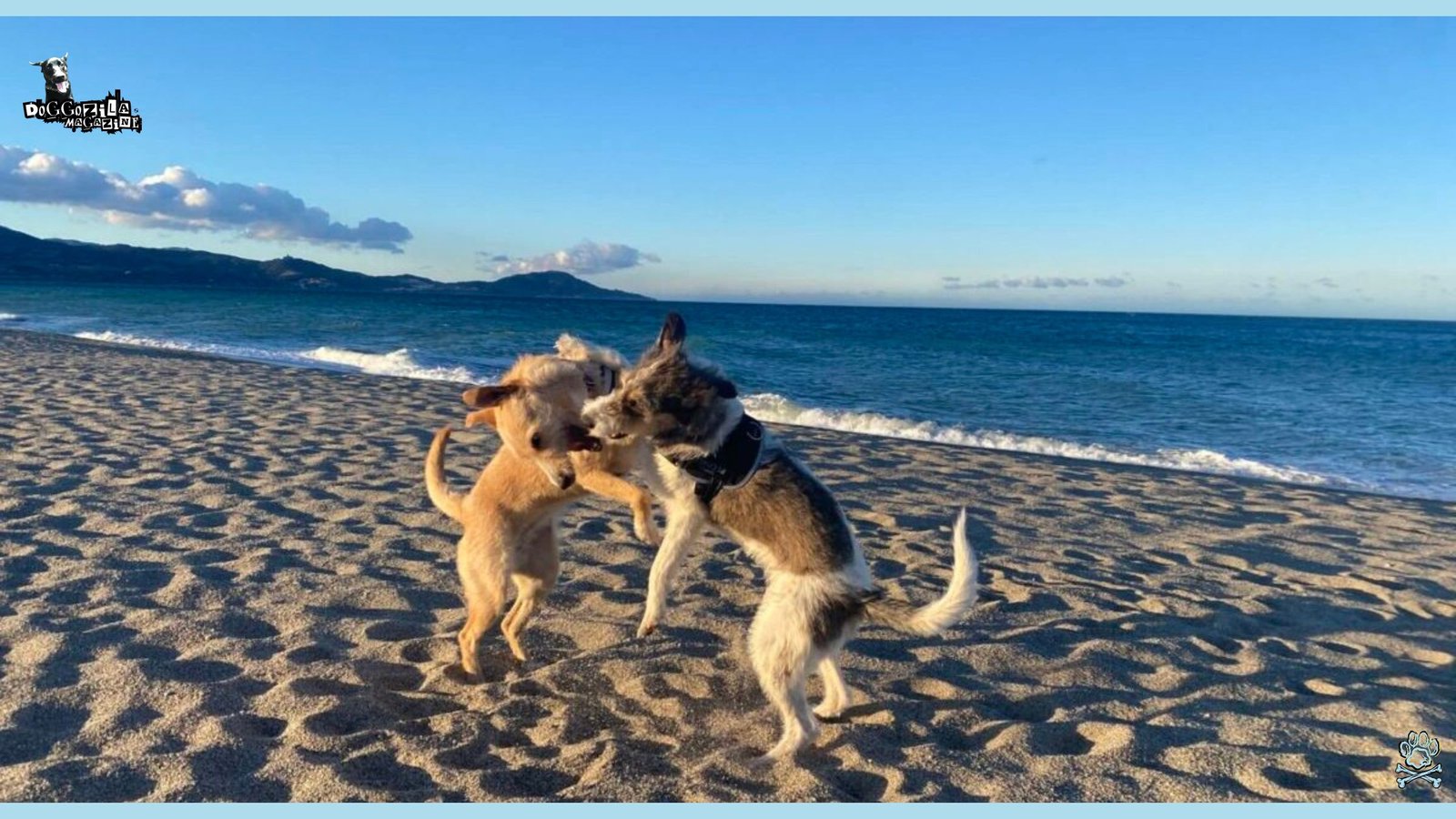 The Stray Dog Impact That Changed a Family and a Town
