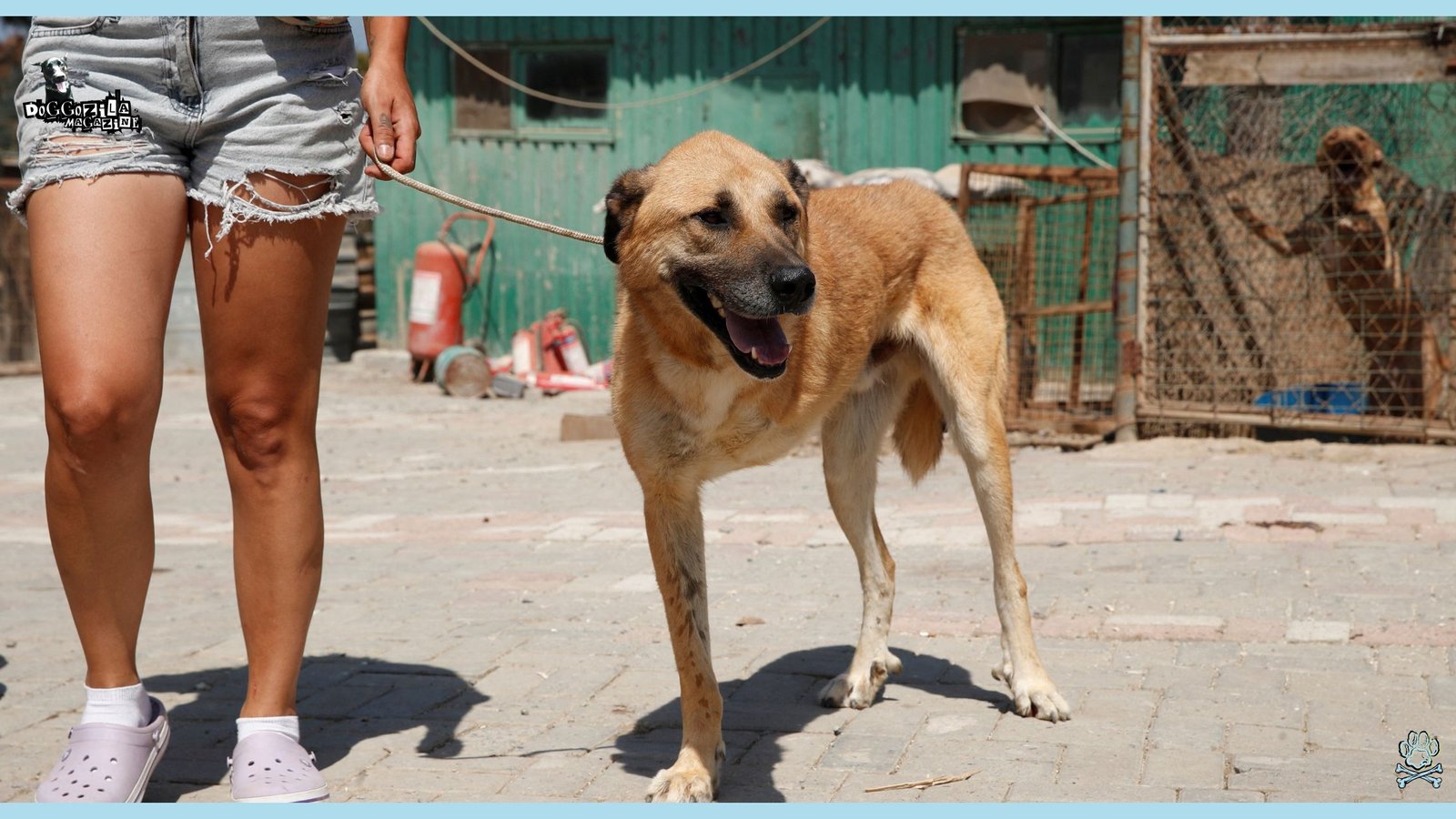 happy dog with three legs