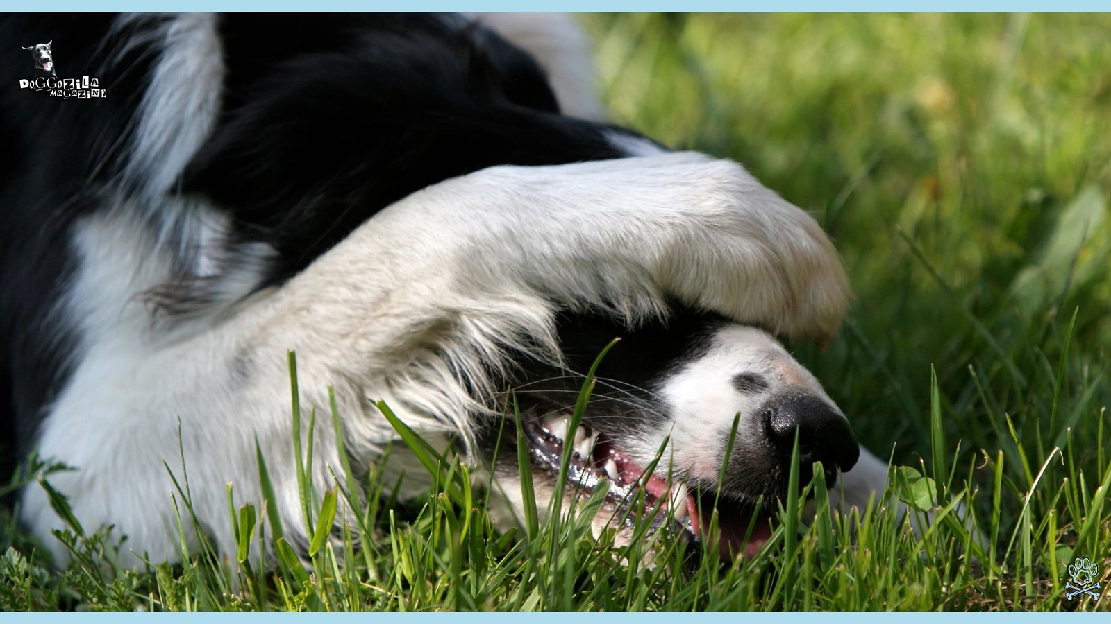 dog covers his nose