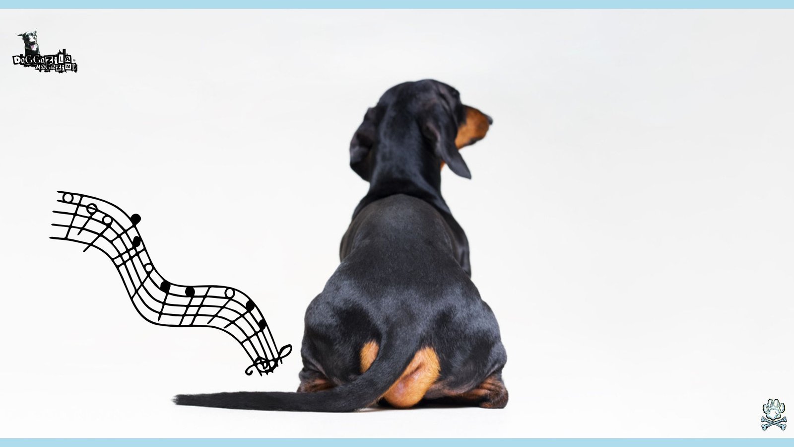 dachshund play sounds with his butt