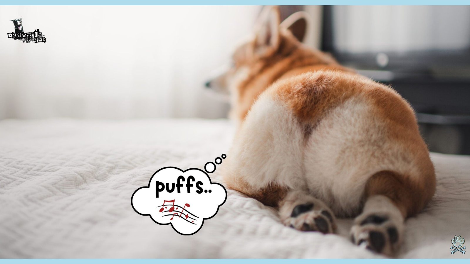 Why Does My Dog Fart So Much