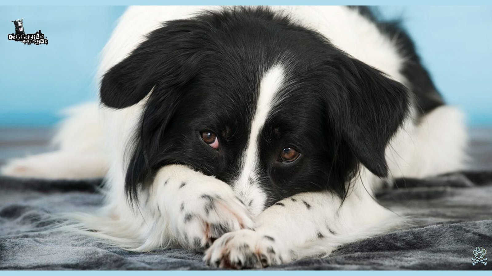 dog covers his nose