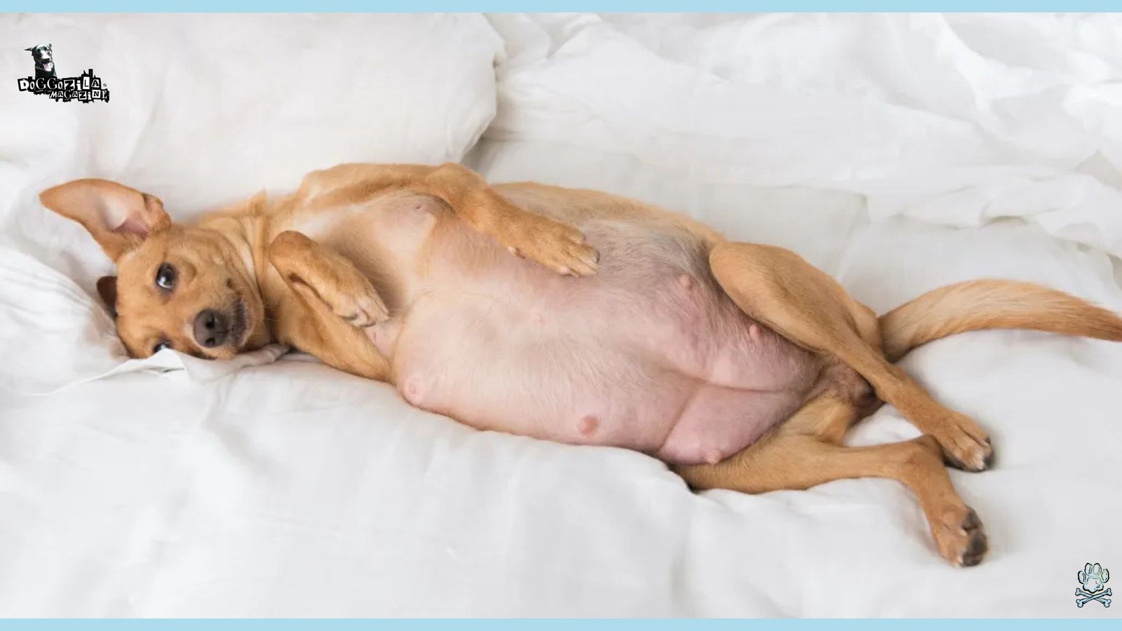 little pregnant puppy asleep on the bed
