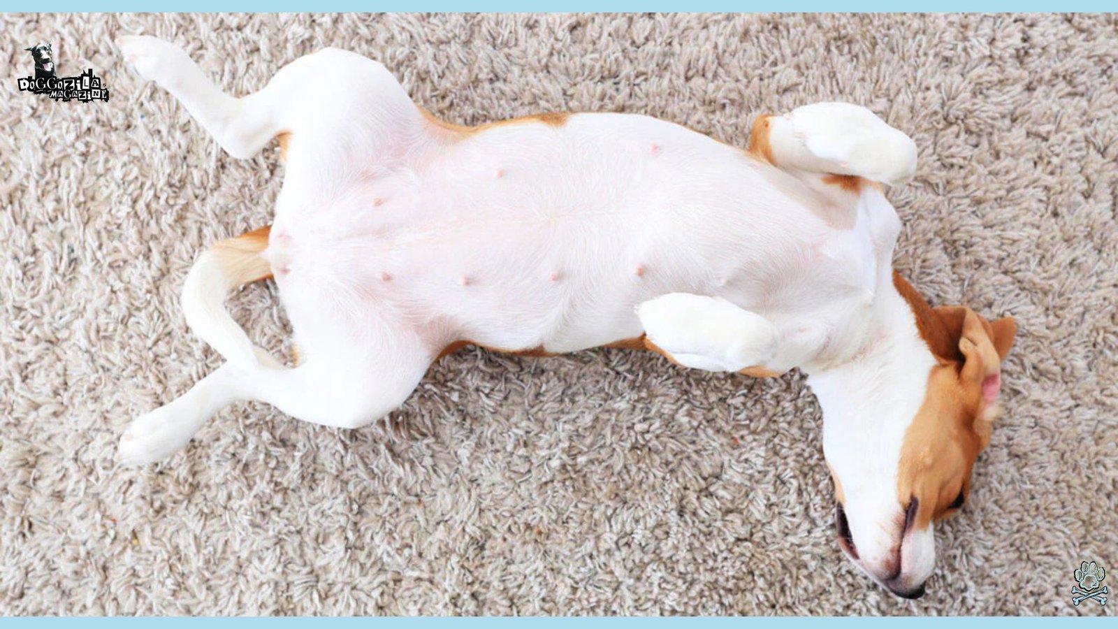 little puppy sleeps on the floor