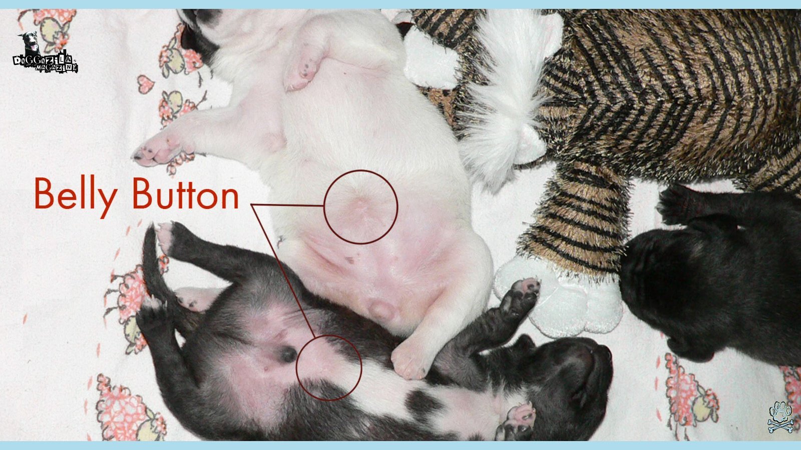 Do Dogs Have Belly Buttons