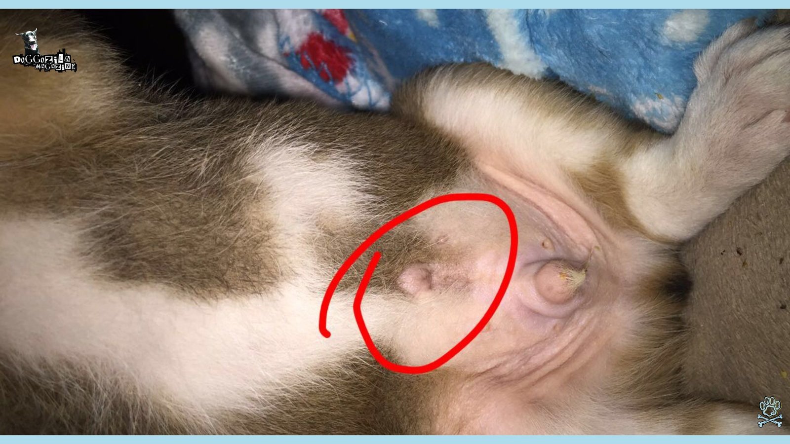 Do Dogs Have Belly Buttons
