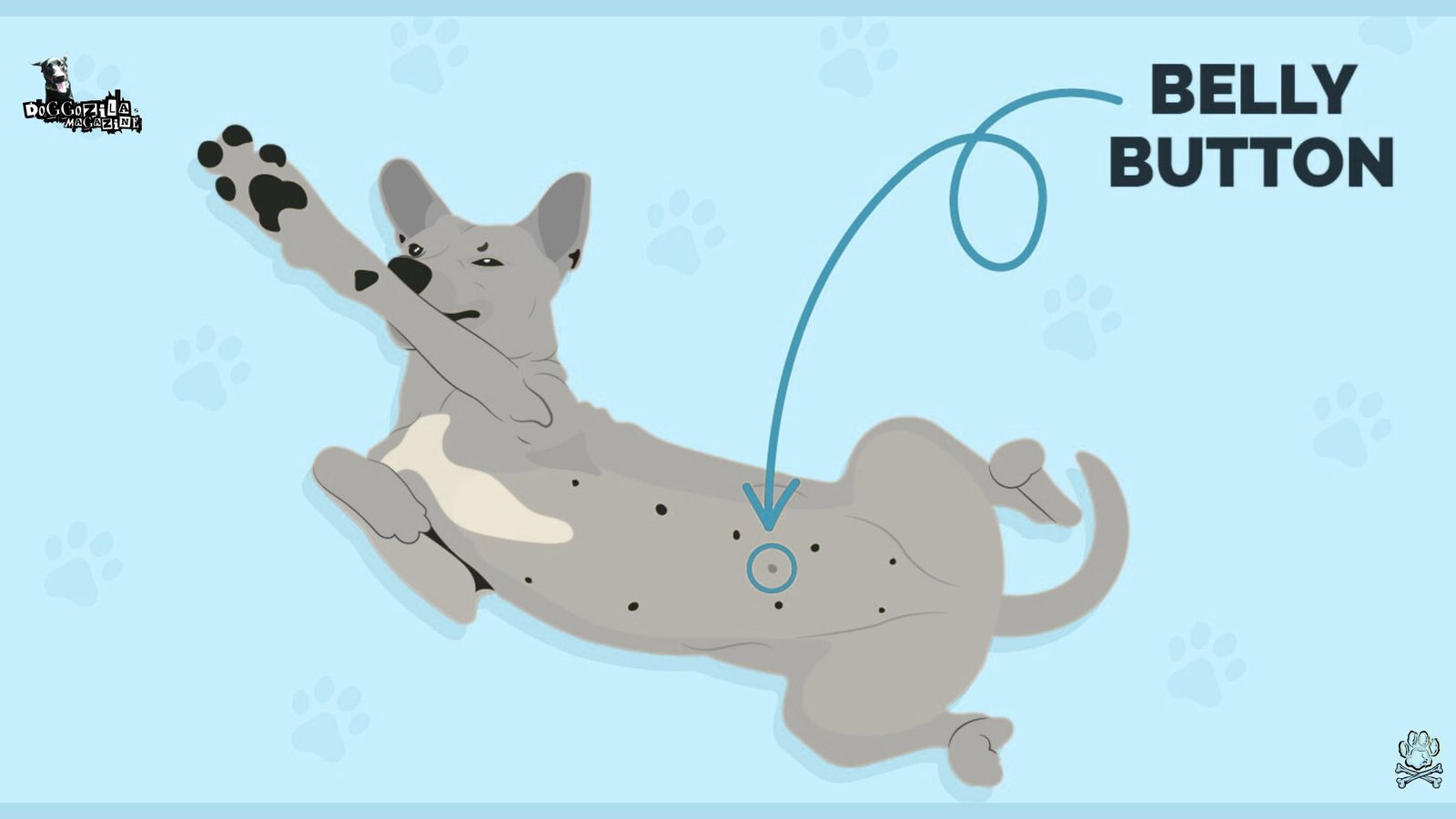 Do Dogs Have Belly Buttons