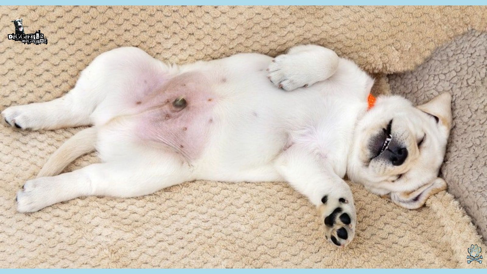 little white puppy asleep on the bed