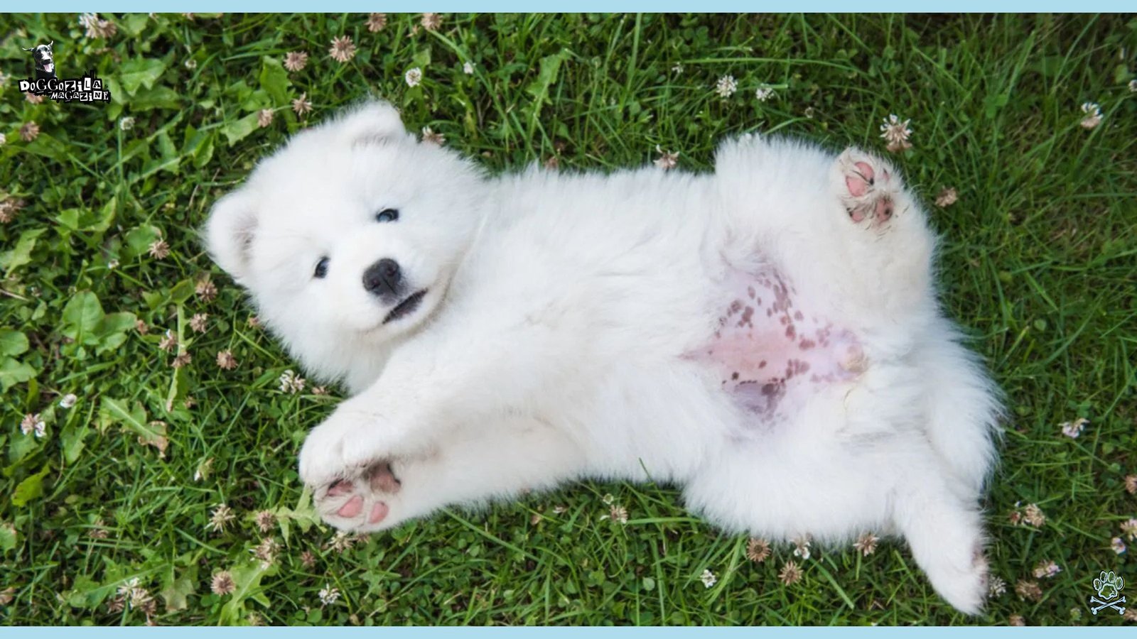 little white puppy lying on the grass
