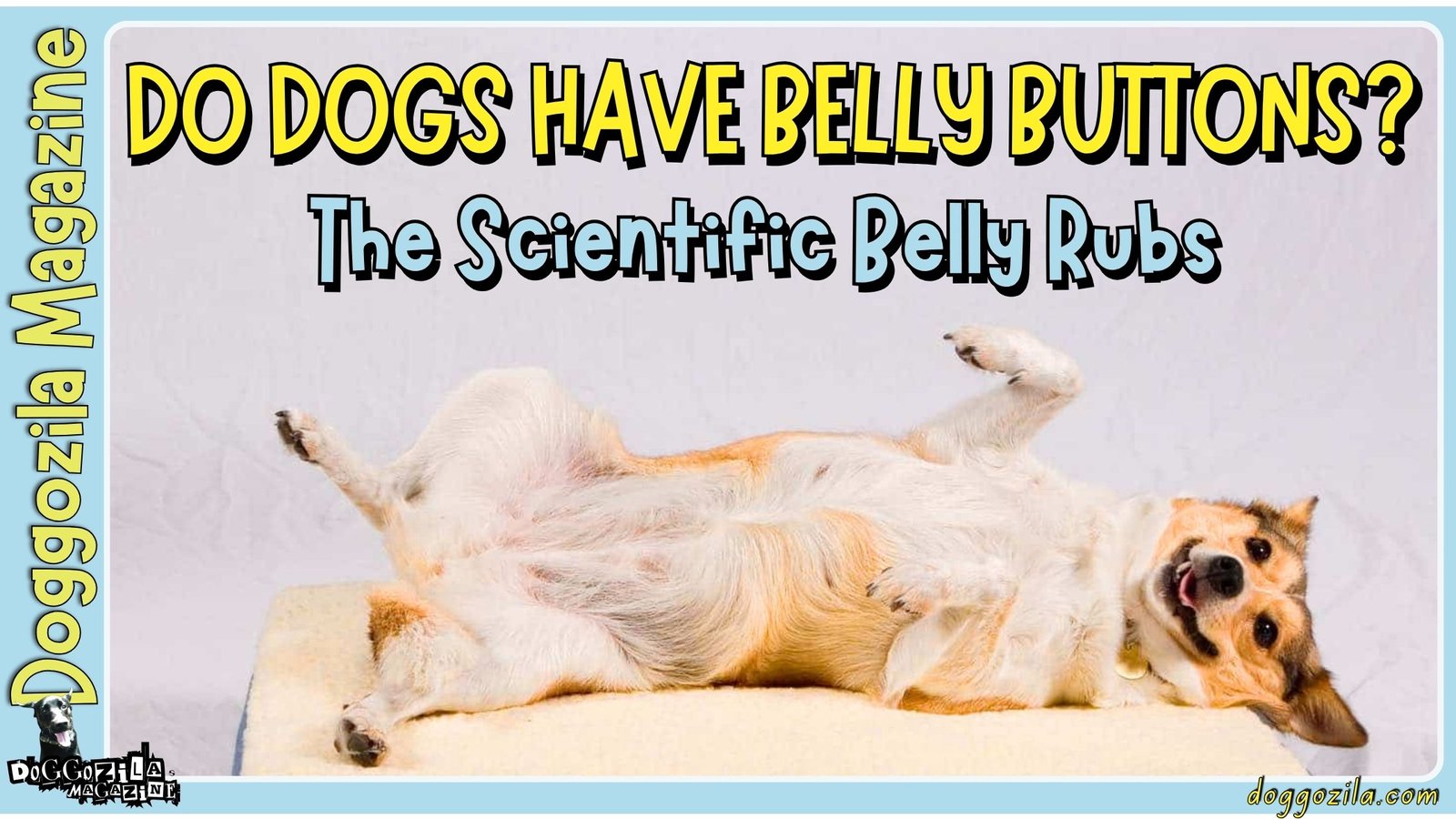 Do Dogs Have Belly Buttons