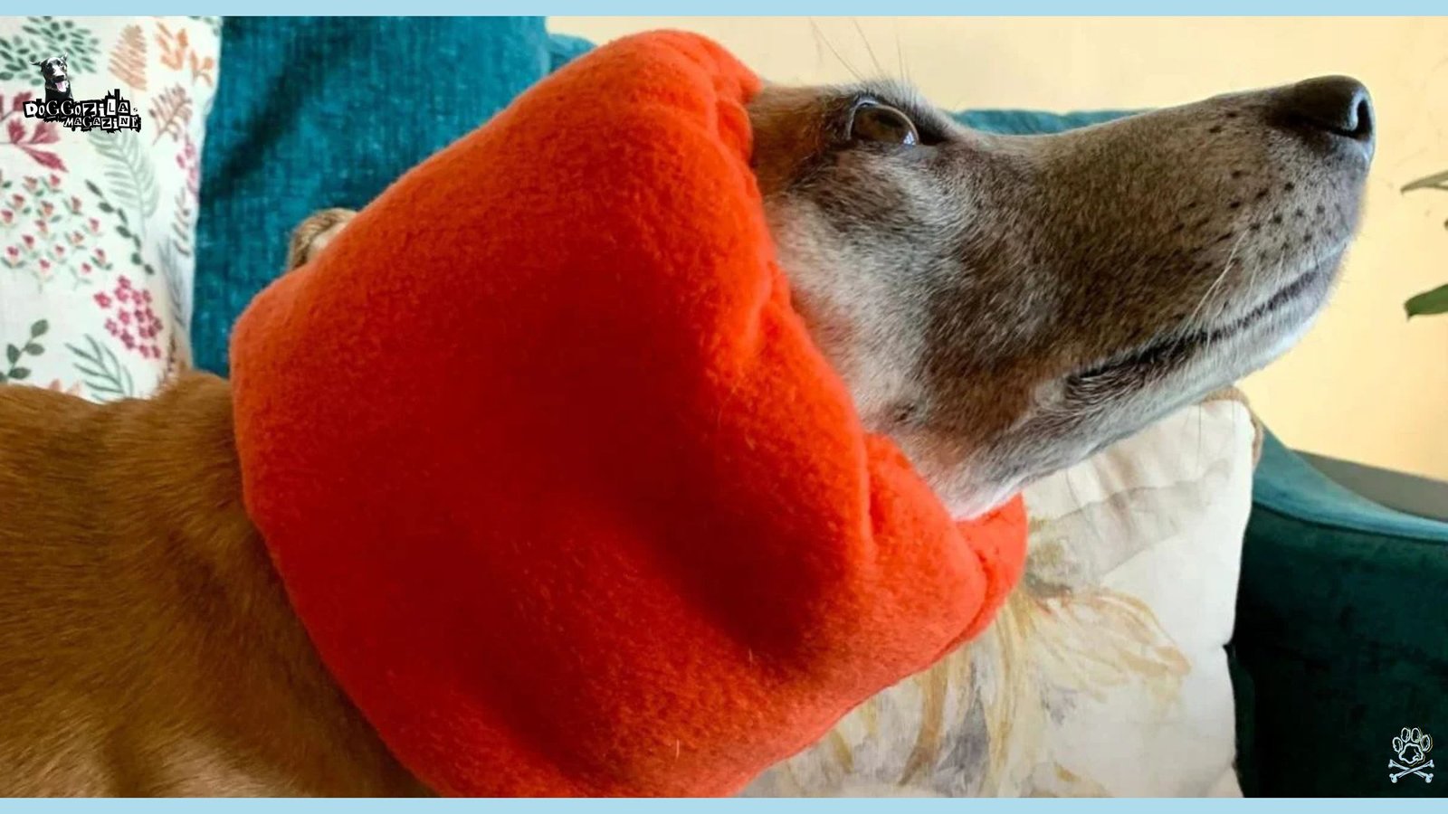 Fear of Noises in Dogs