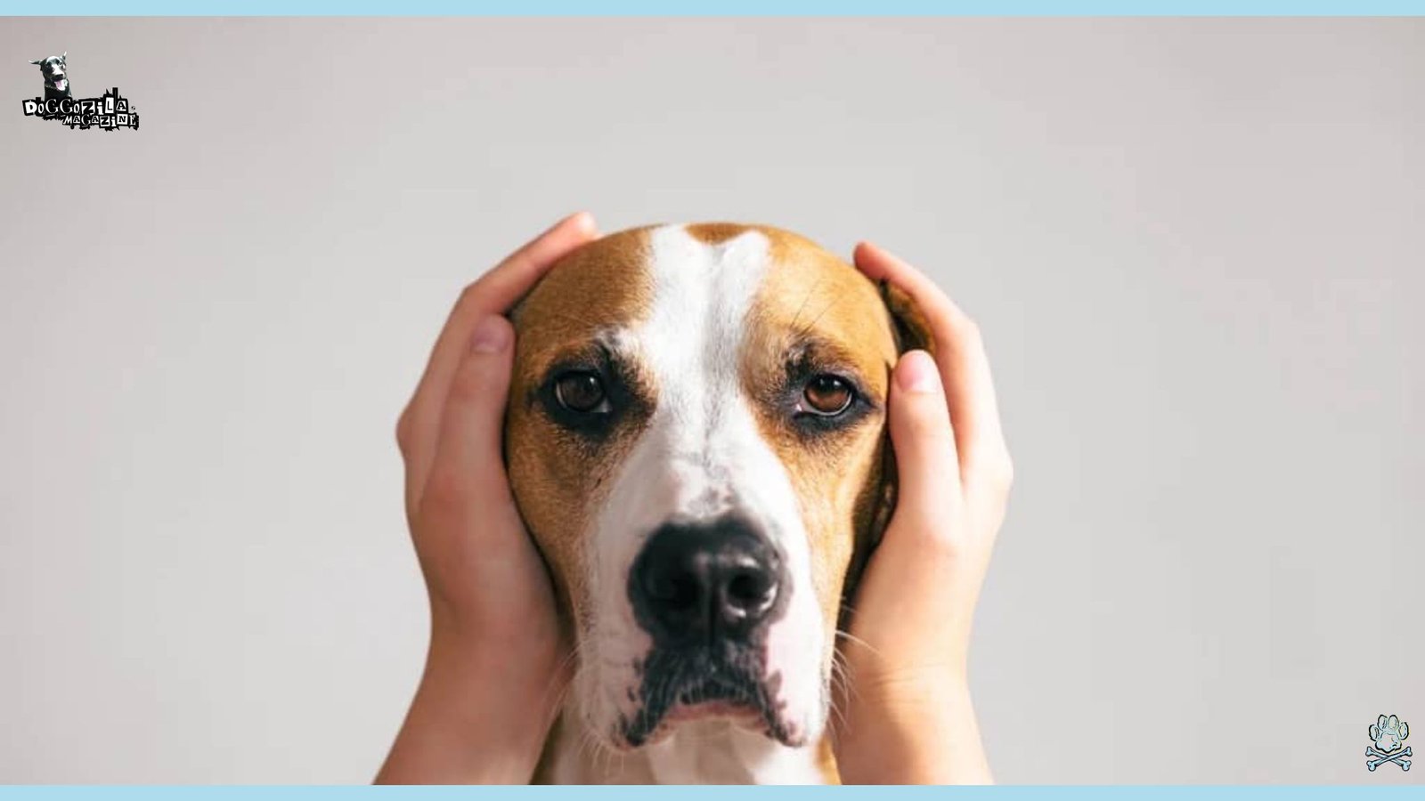 Fear of Noises in Dogs