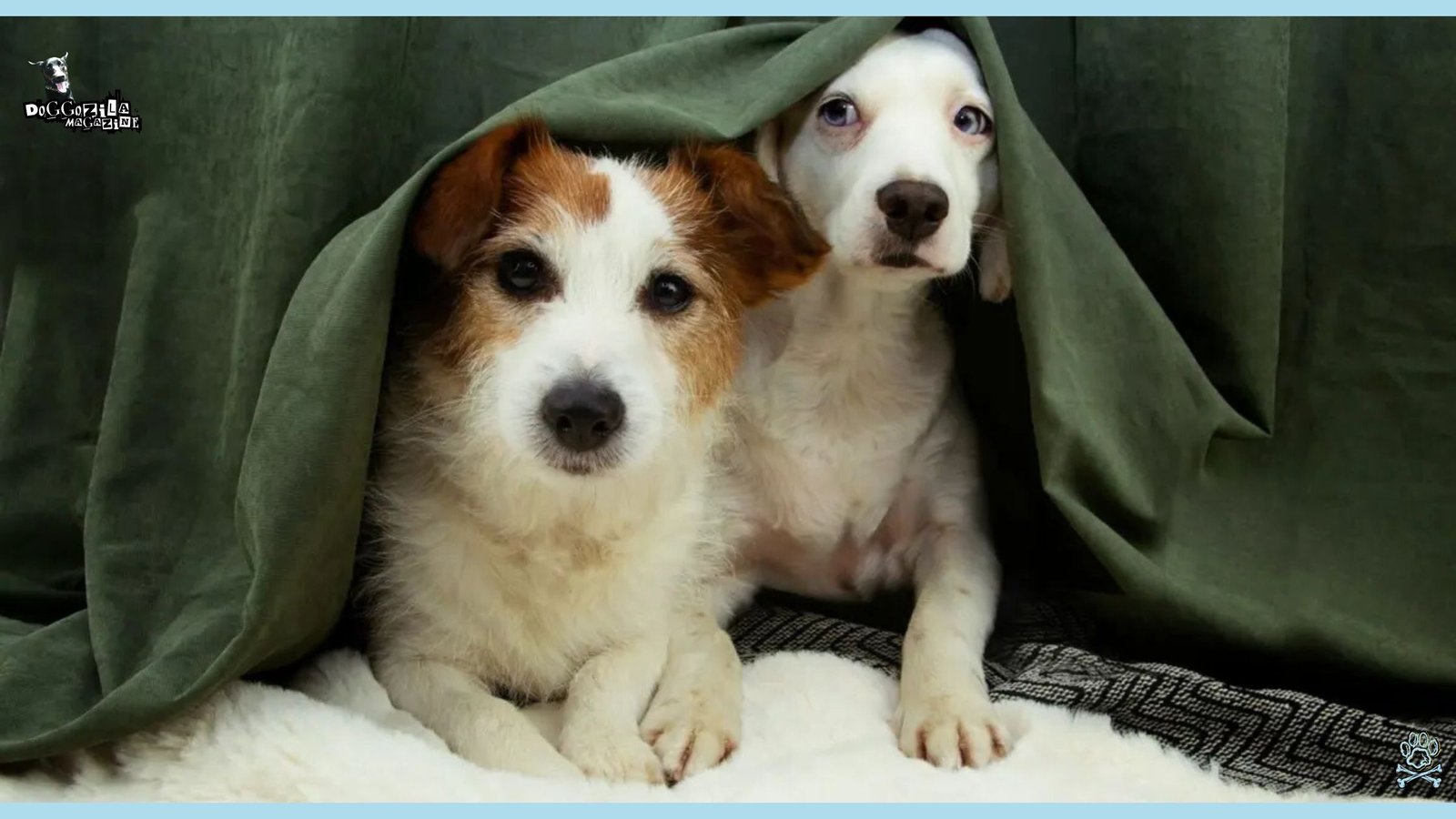 two dogs under the bed