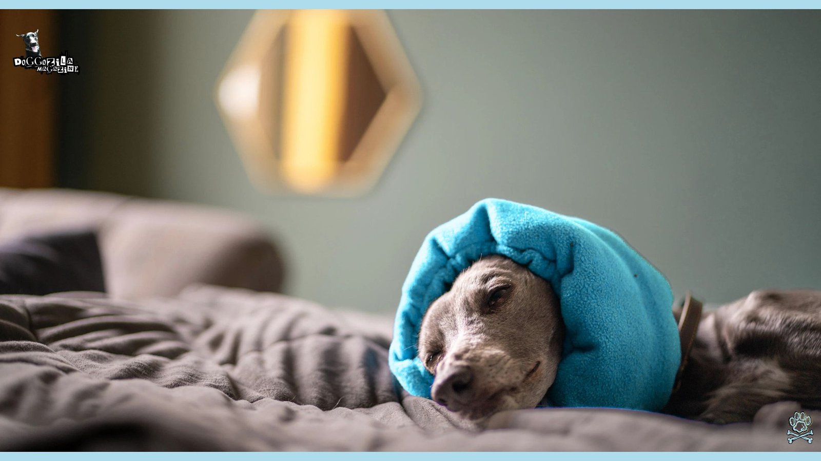 Product for Fear of Noises in Dogs
