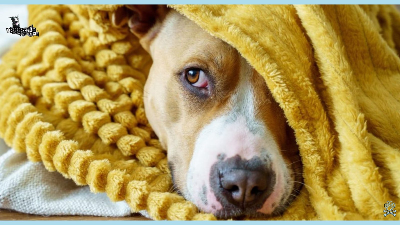 dog under the blanket