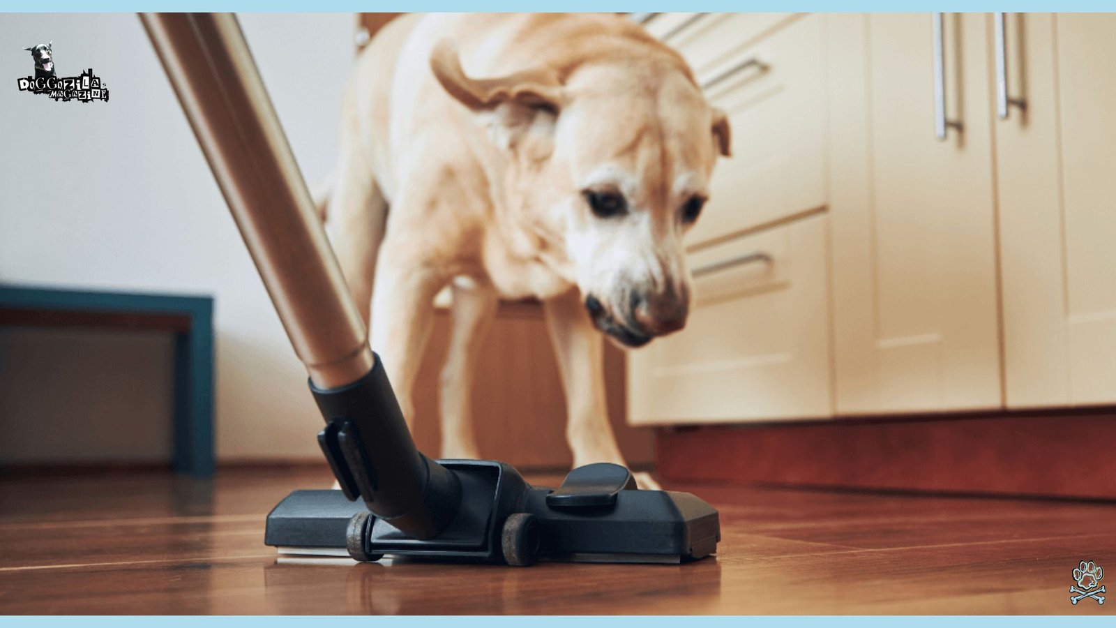 White Labrador barks to the vacuum cleaner