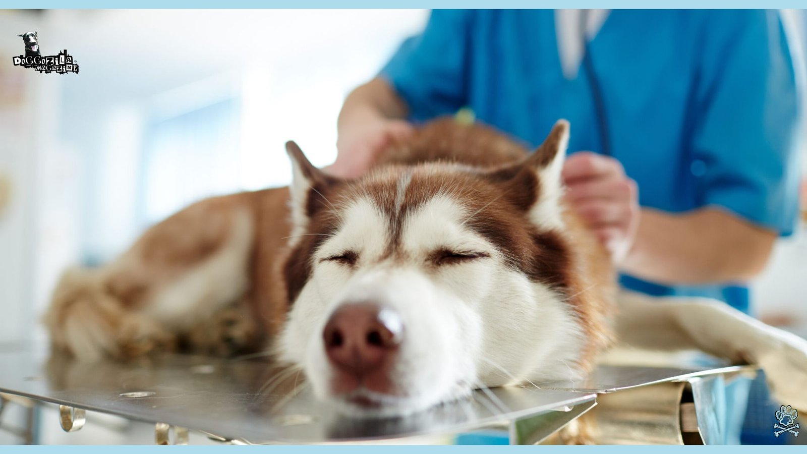 Husky dog at the vet
