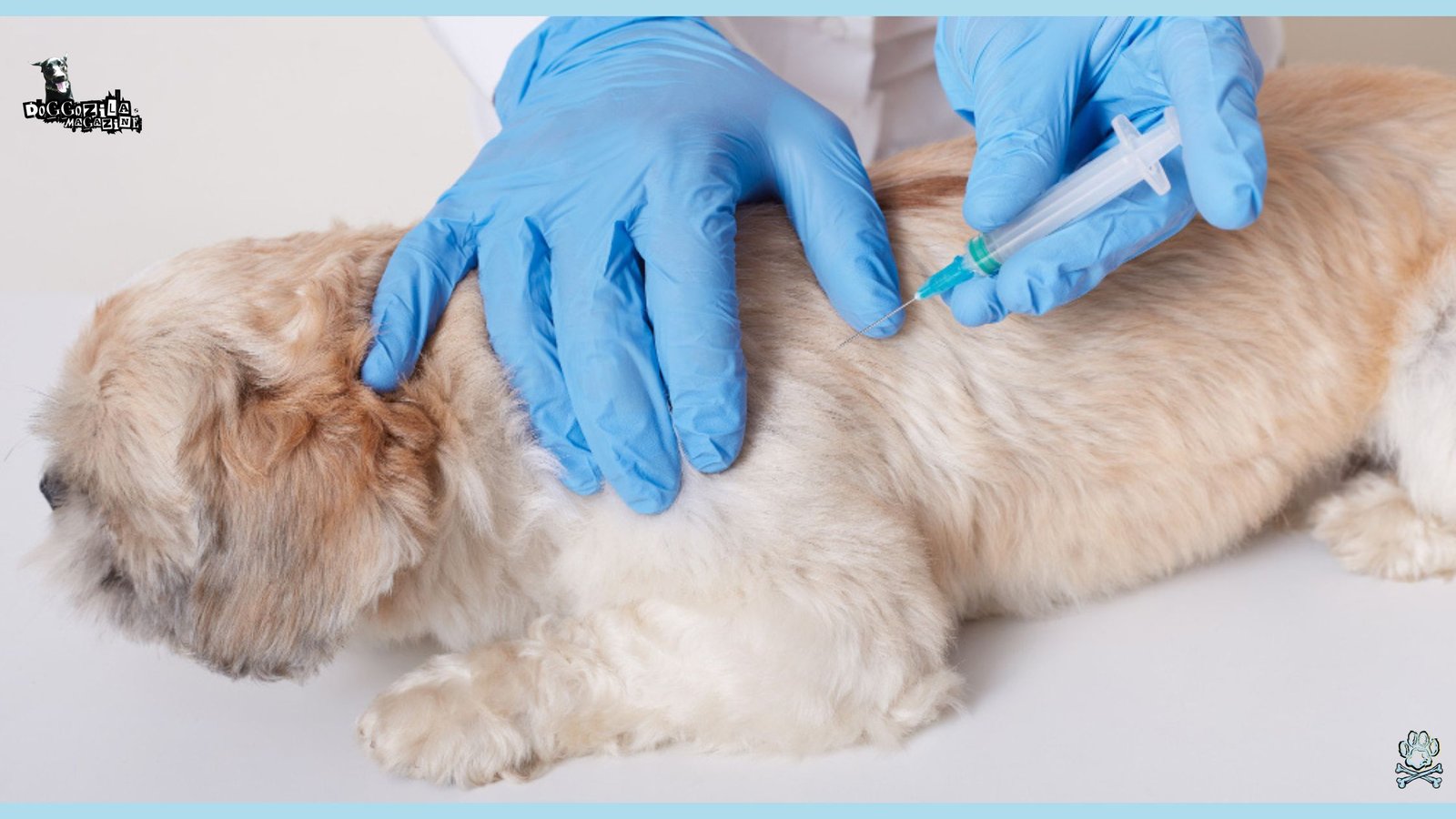 dog at the vet getting injection