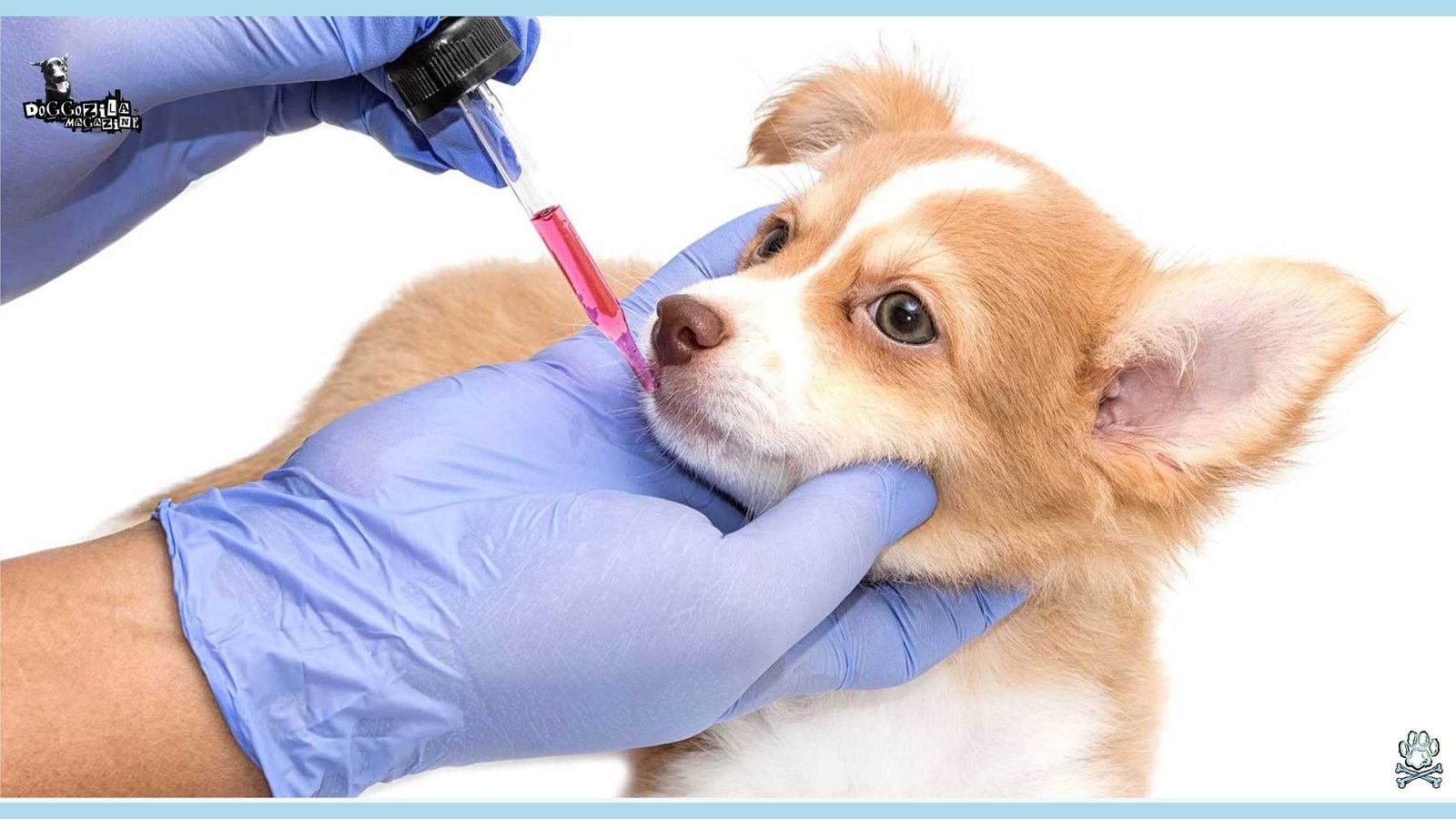 dog at the vet getting his medication