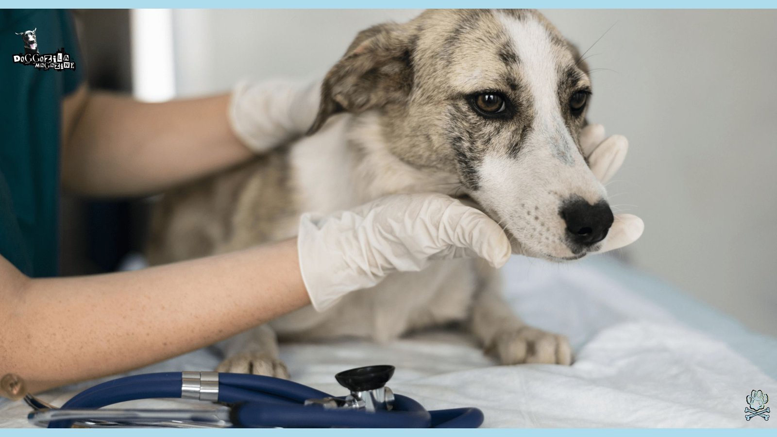 Heartworm Disease in Dogs
