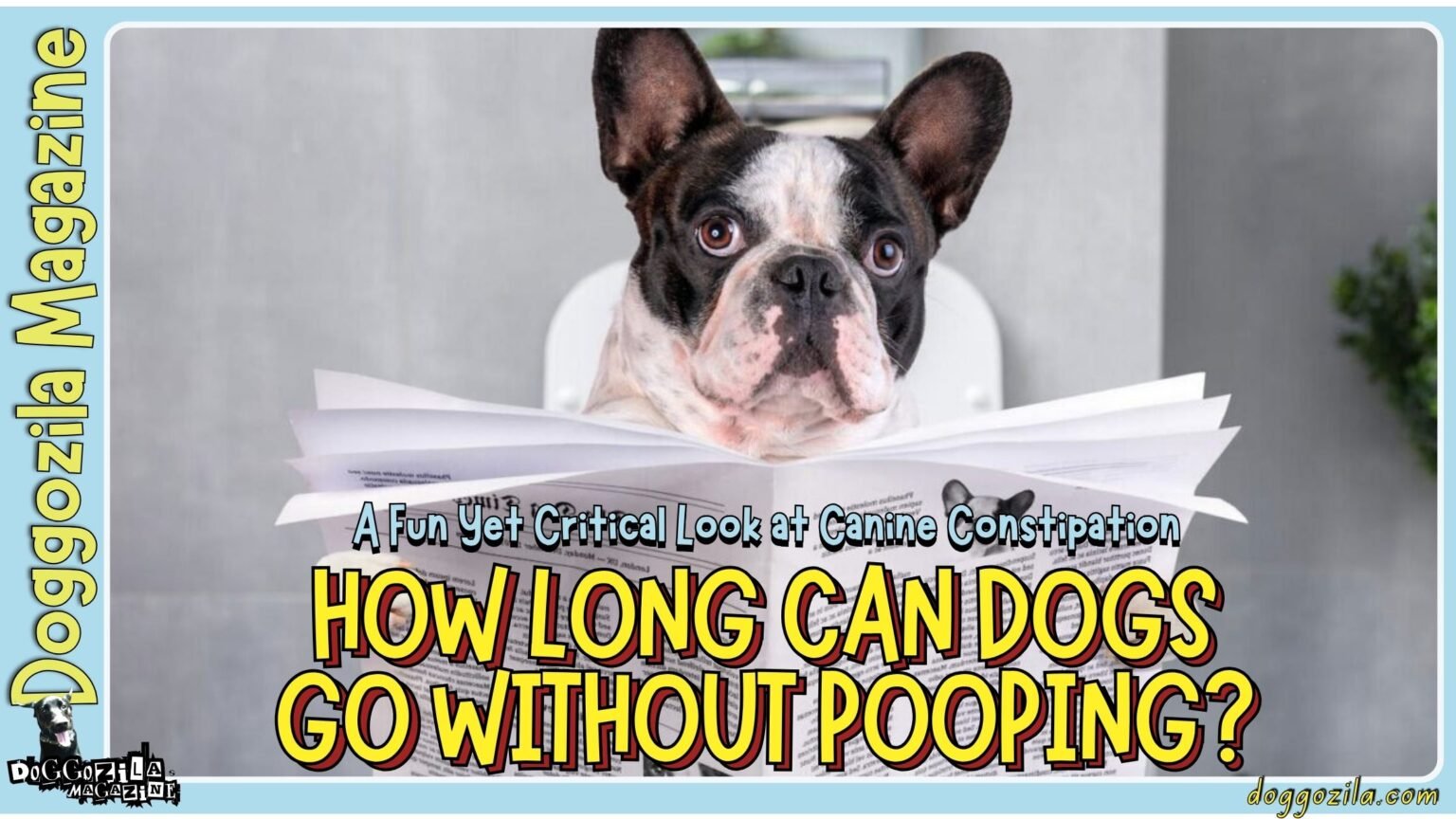 Guide to How Long Can Dogs Go Without Pooping