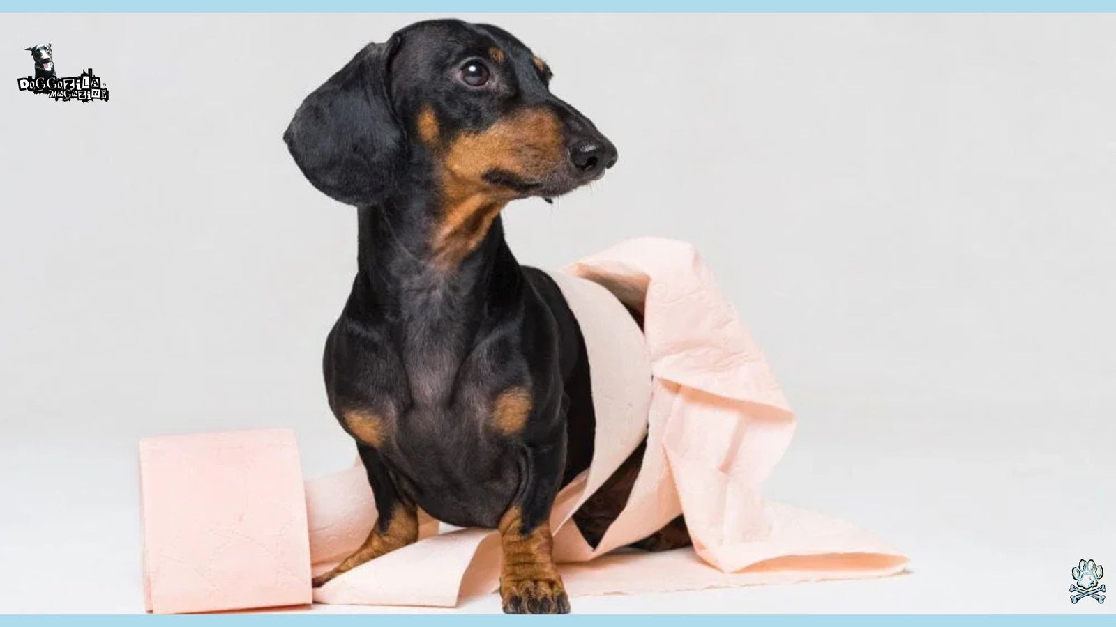 cute pup in toilet paper