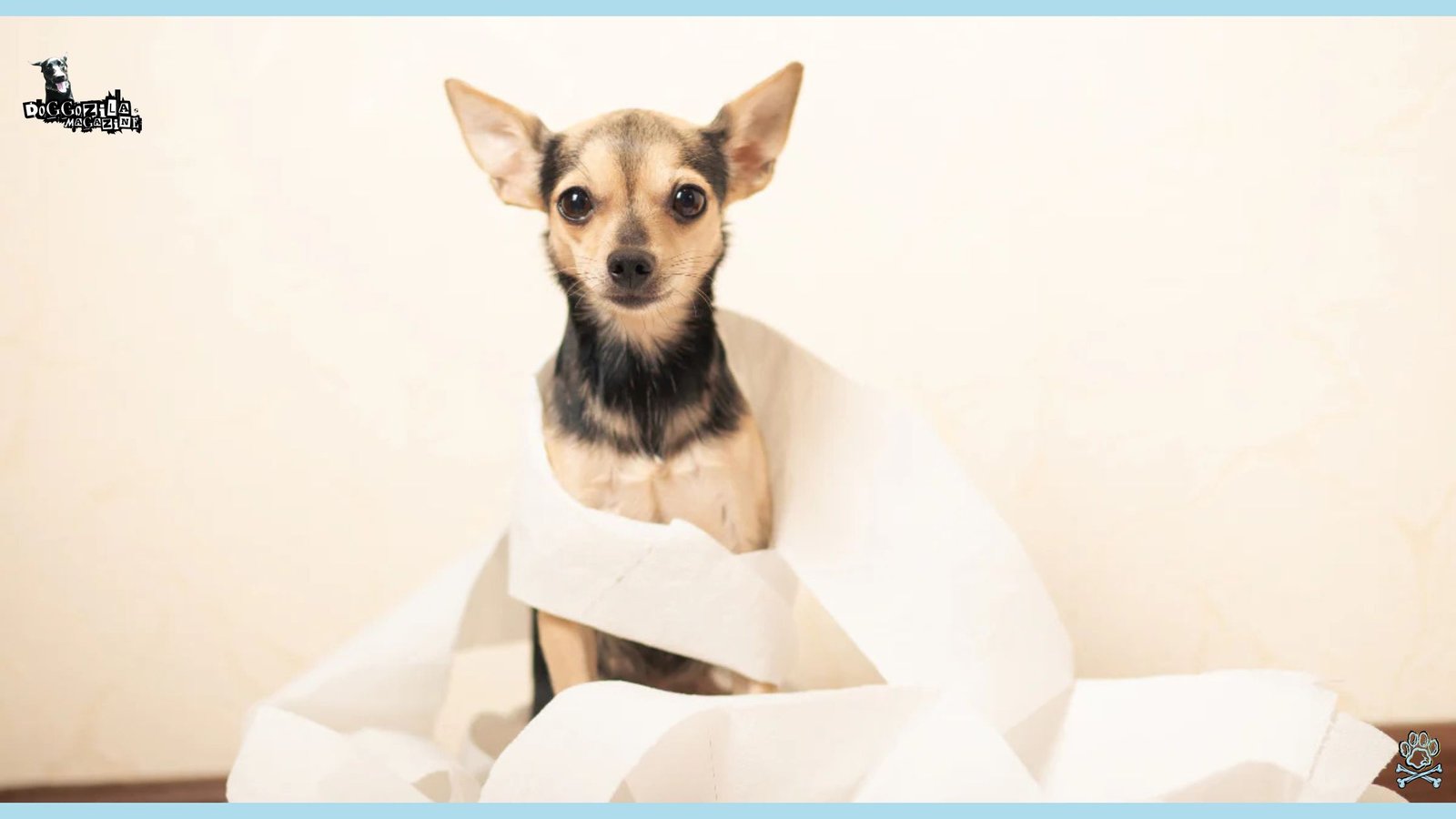cute pup in toilet paper