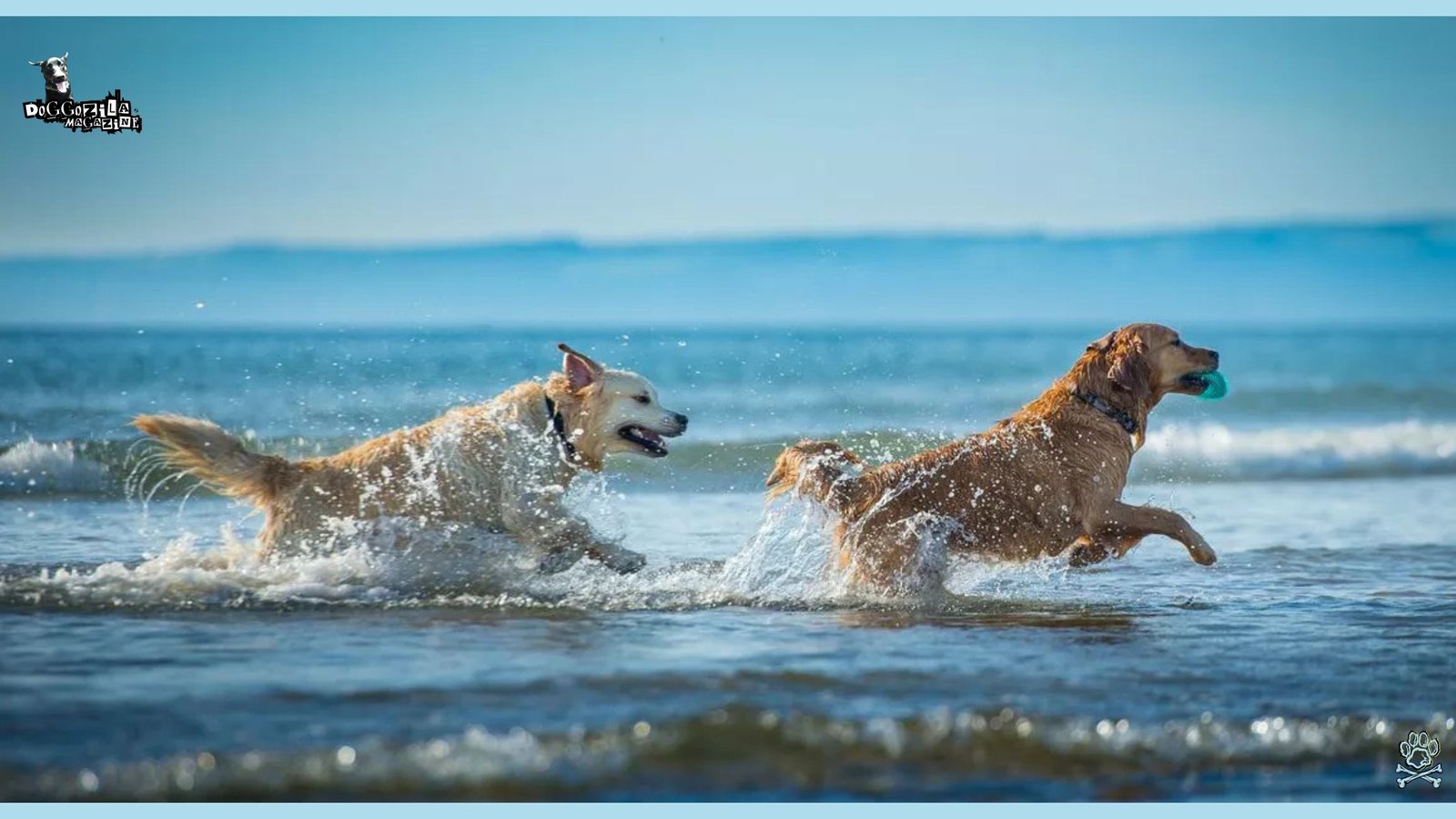 two dogs chasing each other in the water
