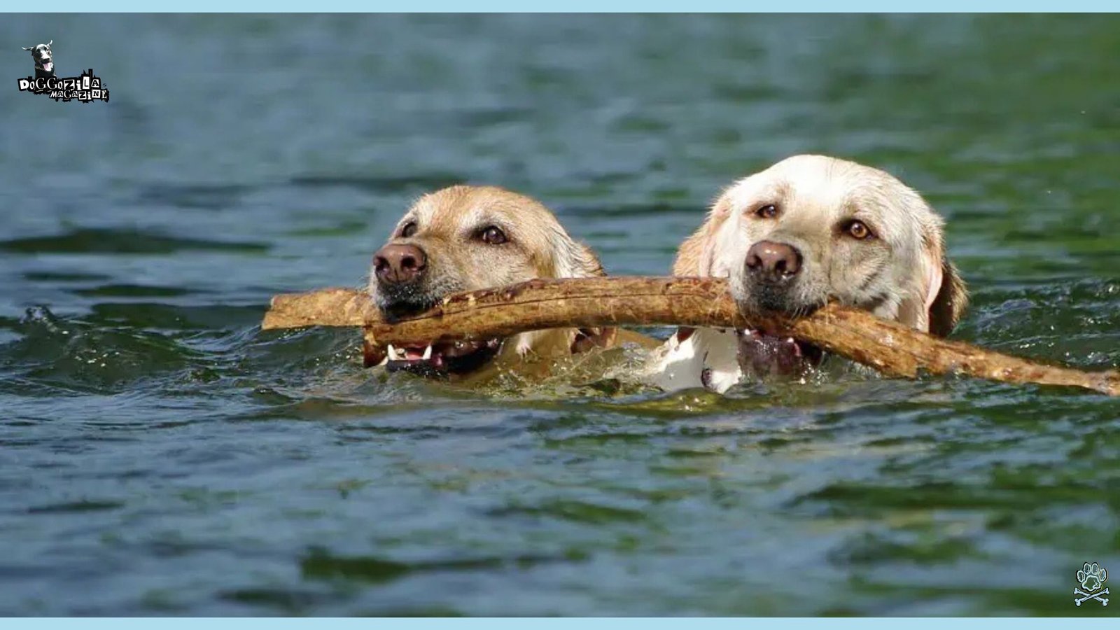 How To Boost Your Dog Health Naturally