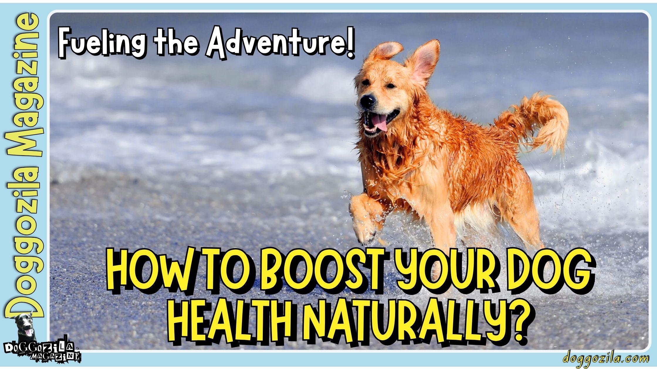 How To Boost Your Dog Health Naturally