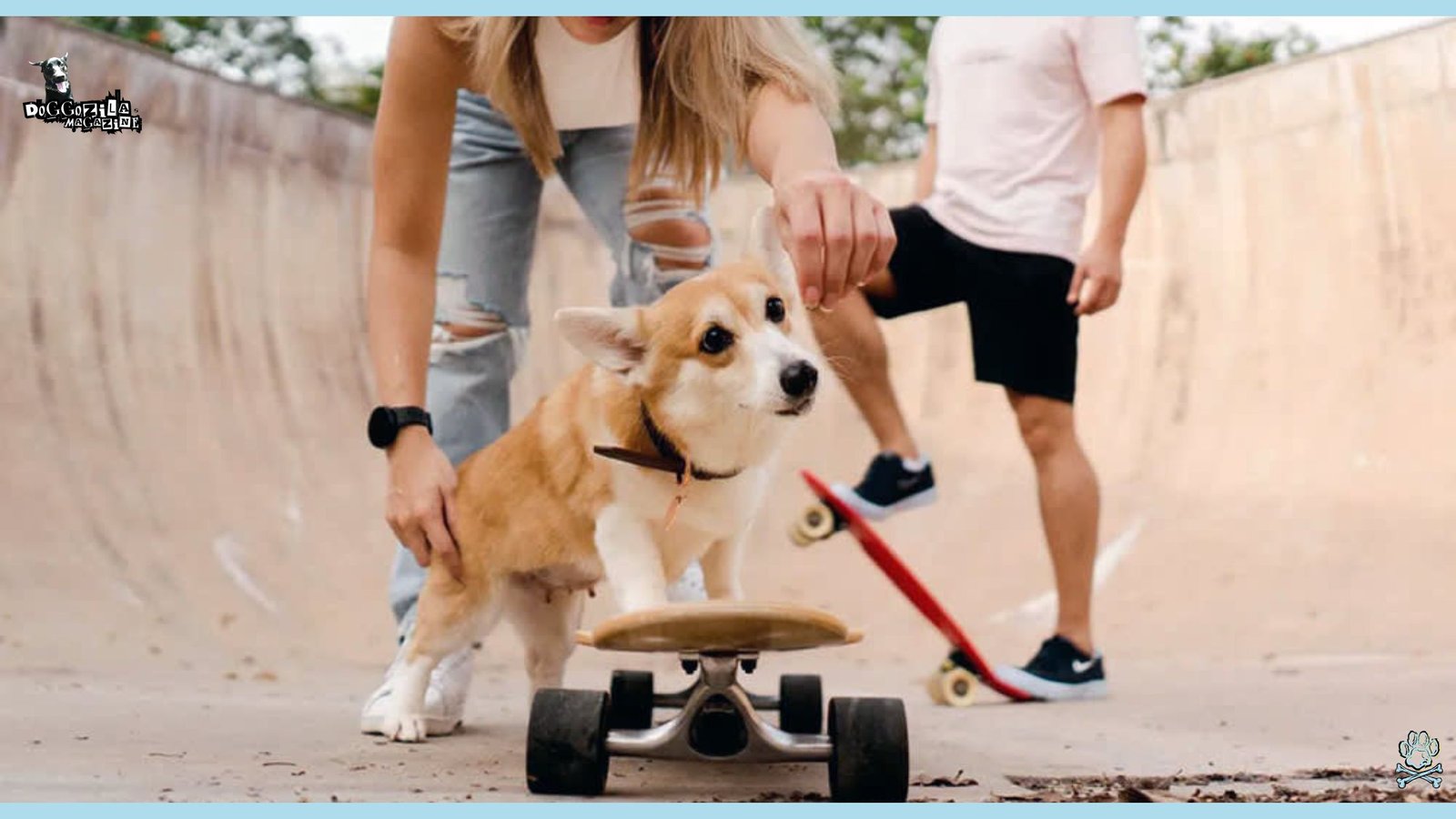 How to Teach Your Dog how to ride a Skateboard
