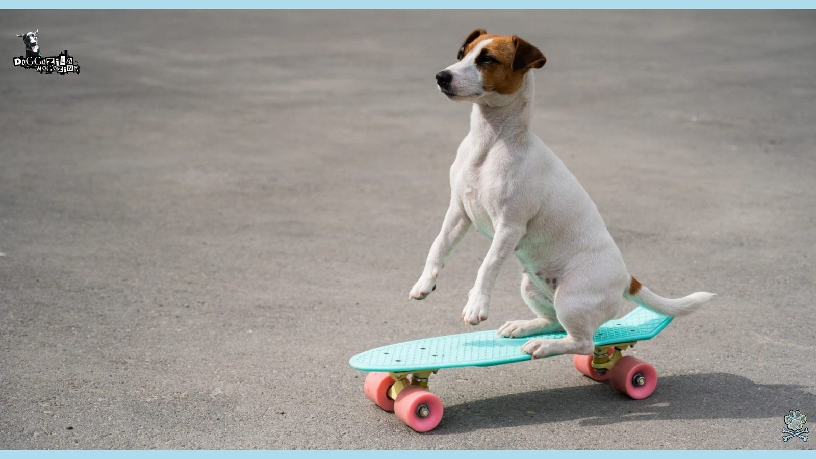 How to Teach Your Dog how to ride a Skateboard