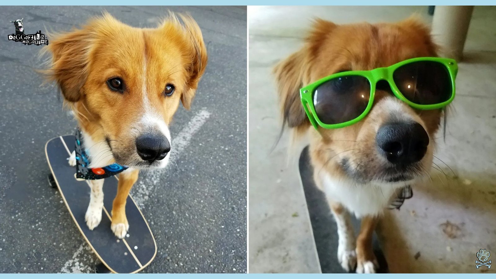 cool pup with sunglasses on a board