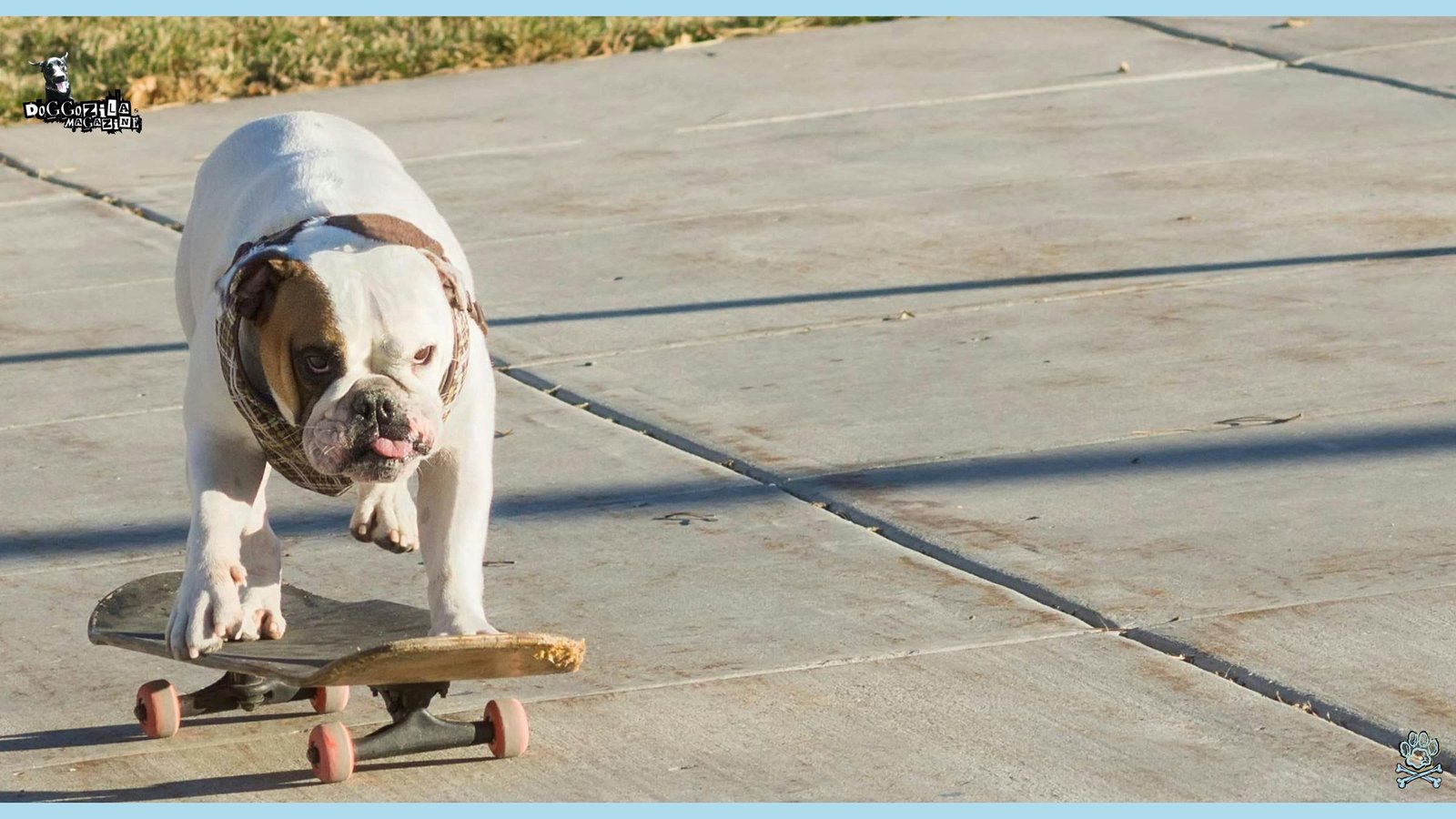 How to Teach Your Dog how to ride a Skateboard
