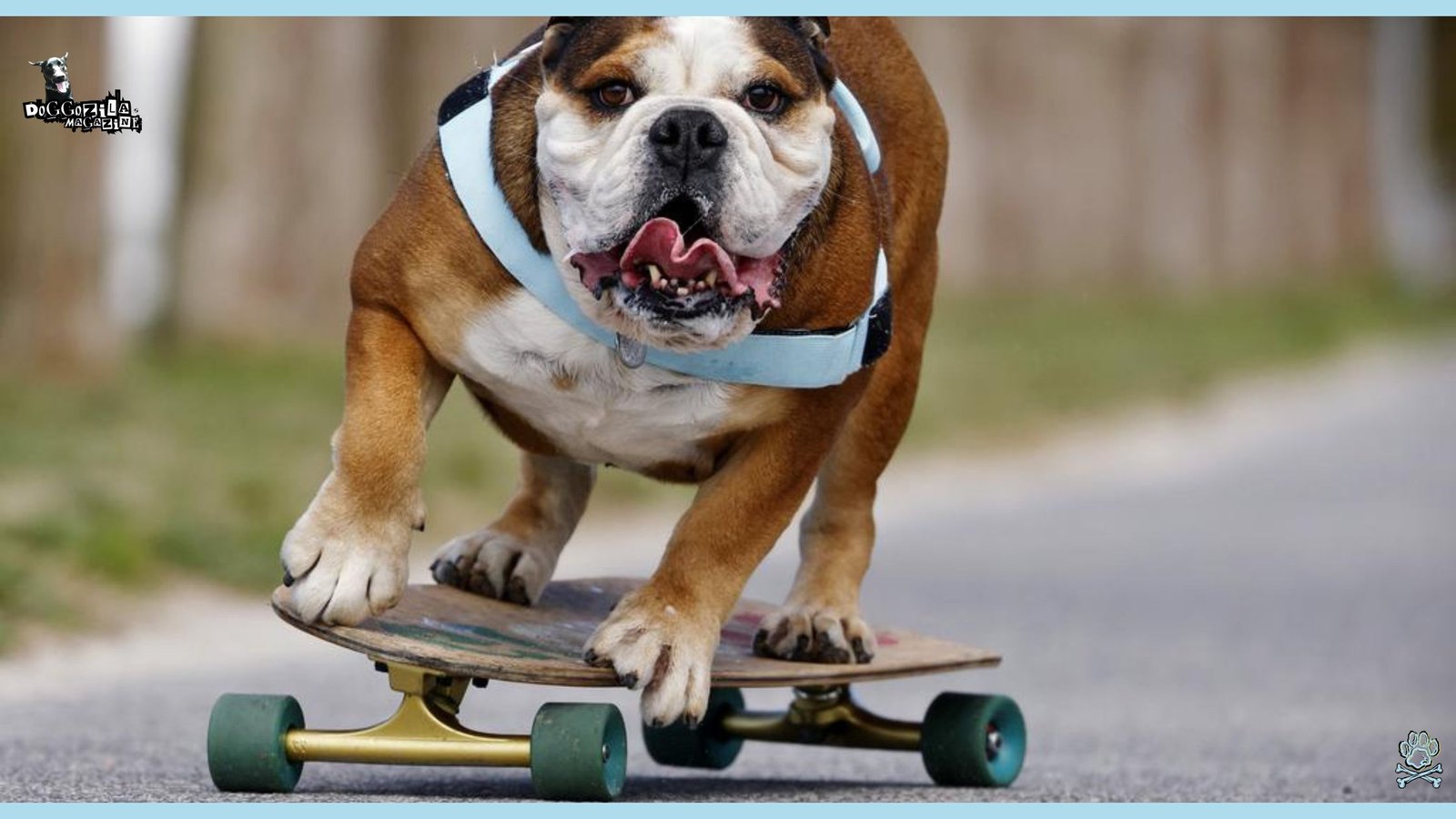 How to Teach Your Dog how to ride a Skateboard
