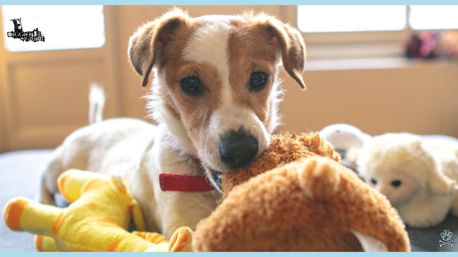 cute pup play with his toy