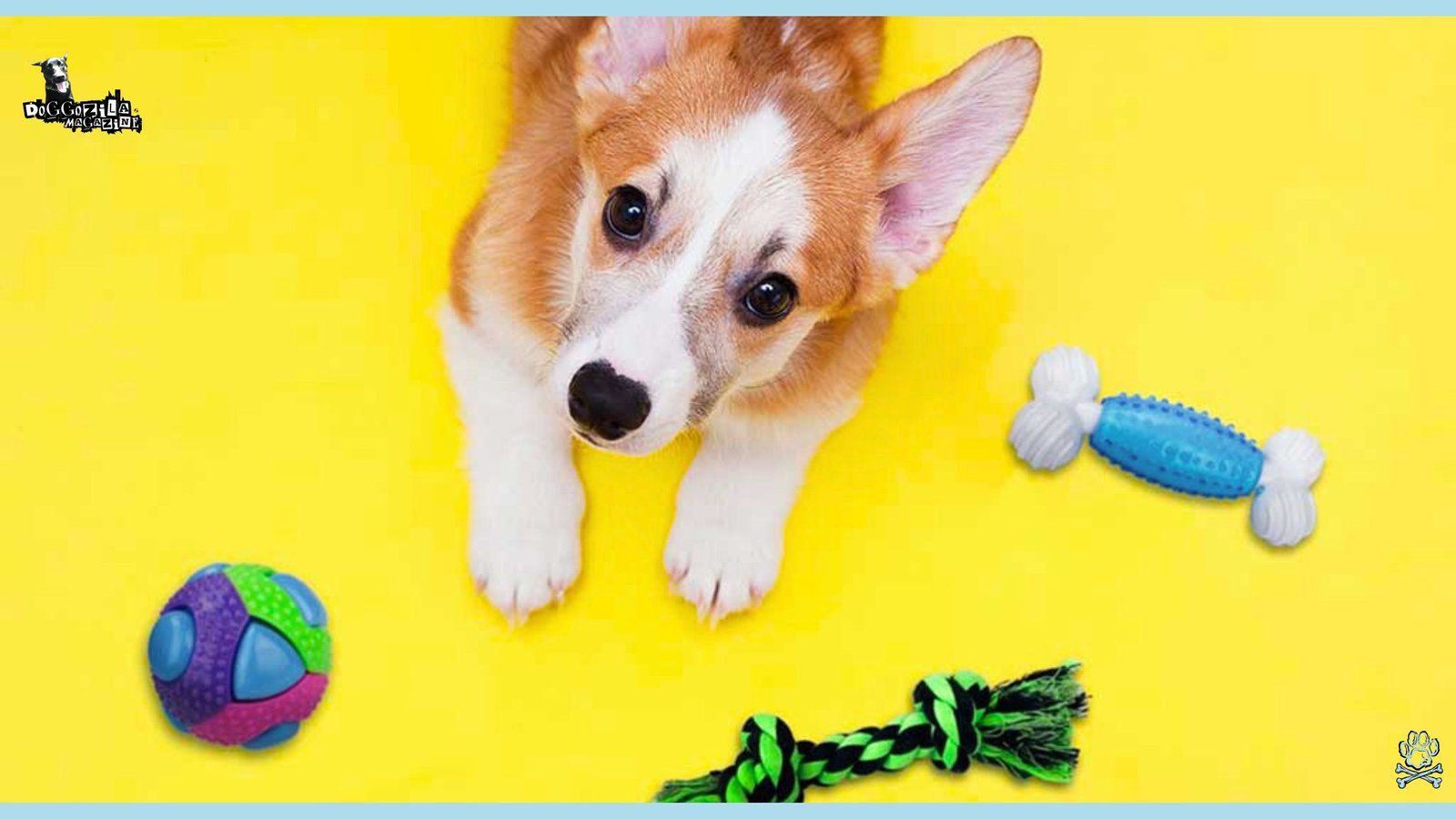 cute pup play with his toys