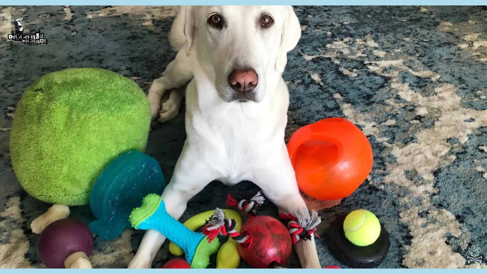 How to Teach Your Dog to Clean Up Toys