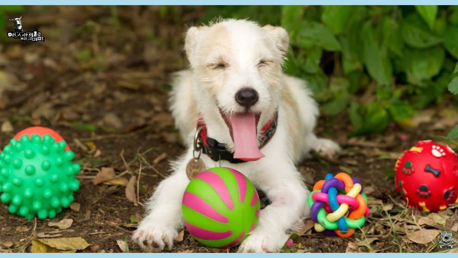 How to Teach Your Dog to Clean Up Toys