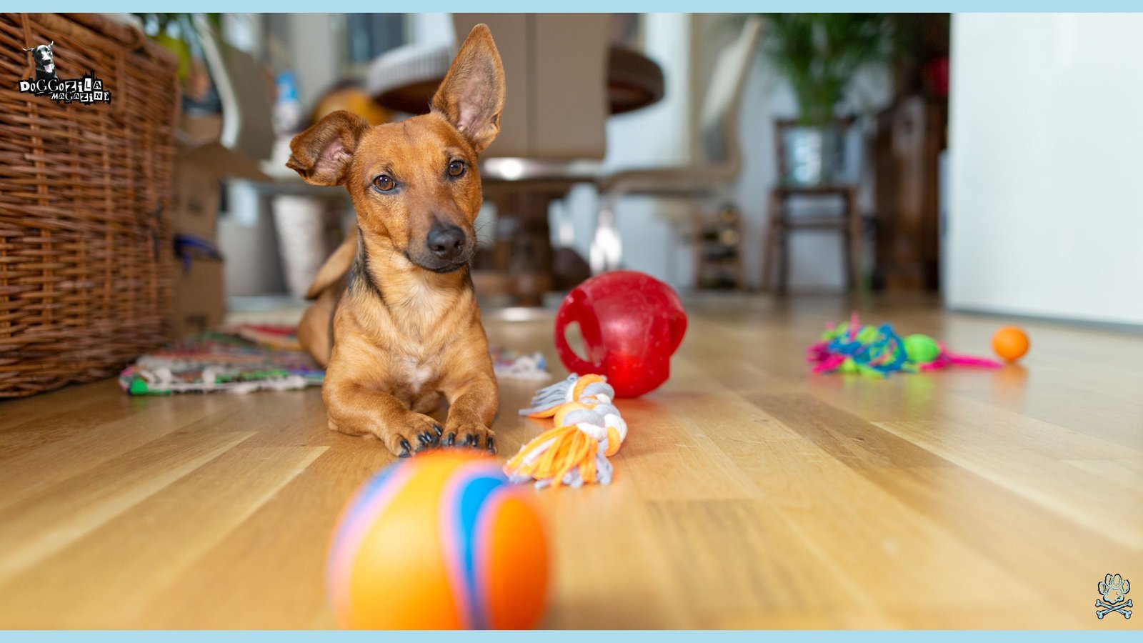 How to Teach Your Dog to Clean Up Toys