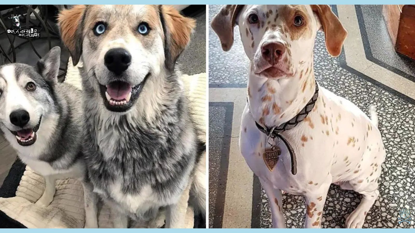 Mixed Breed Dogs