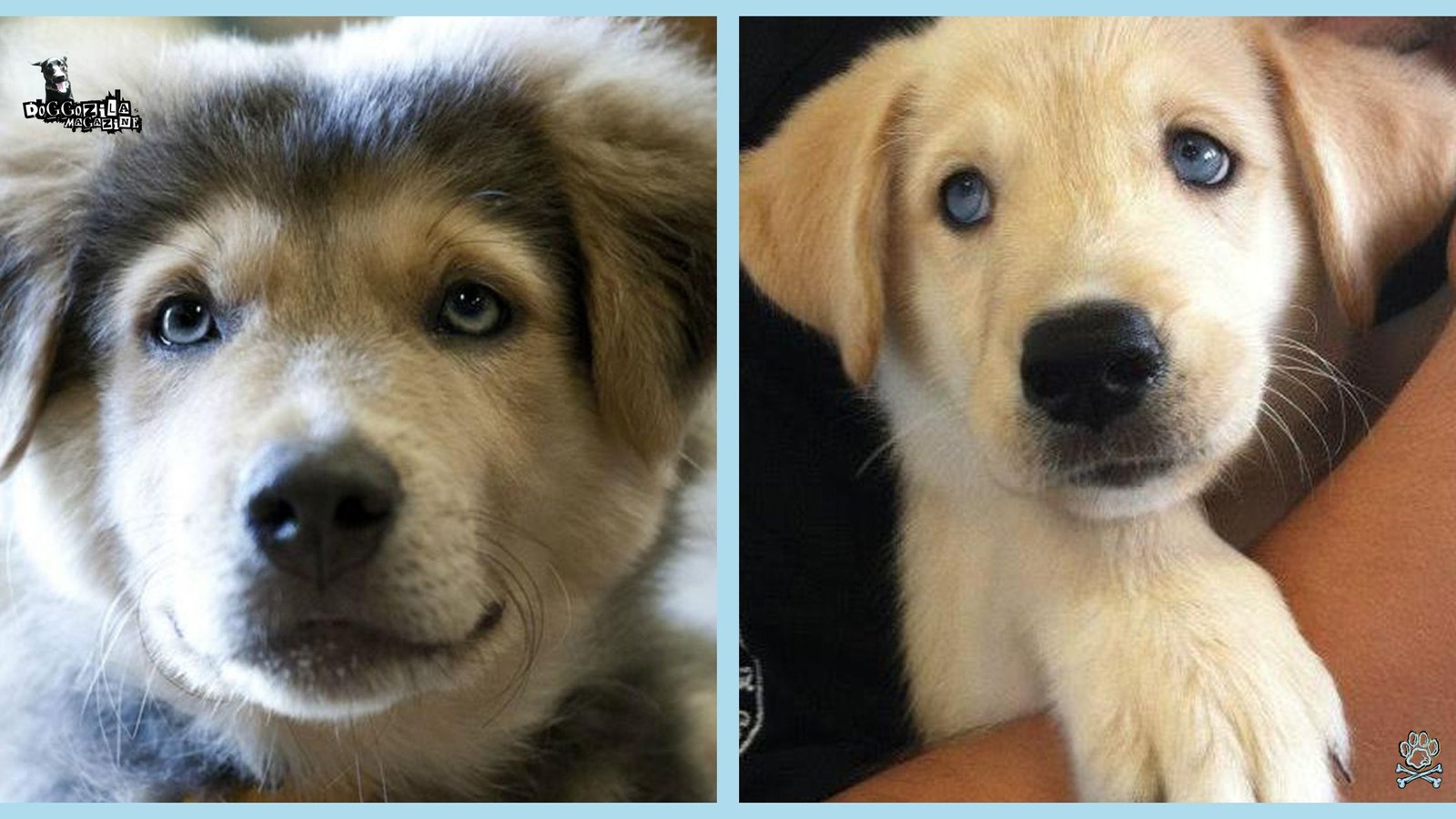 two cute pups with blue eyes